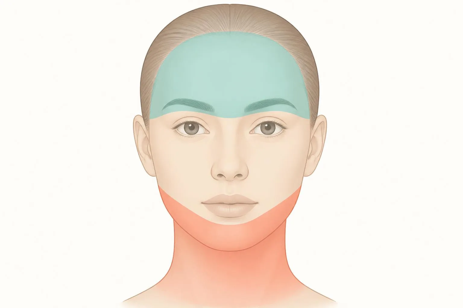 Un diagrama conceptual que muestra la frente y las cejas en turquesa y el área debajo del mentón y el cuello en naranja en la cara frontal.